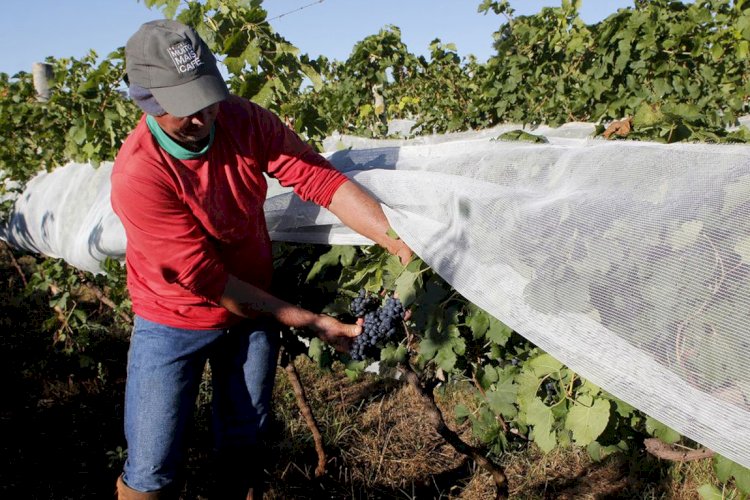 Com previsão de frio intenso, Governo de Criciúma reforça cuidados com as plantações