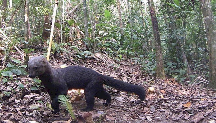 Diretoria de Meio Ambiente promove ações com foco na preservação de espécies da fauna nativa