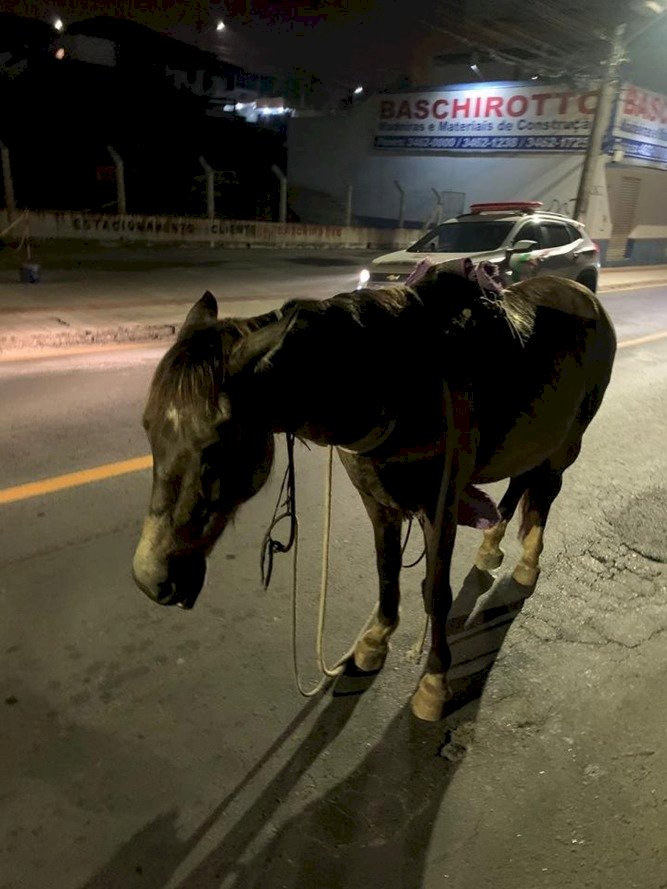 Homem usa cavalo para praticar roubo em veículo e é preso em flagrante pela PM