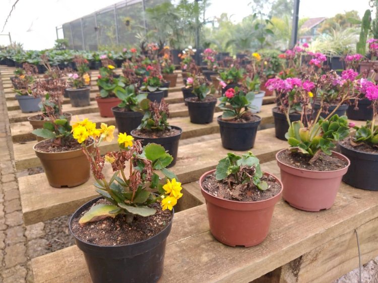 Diretoria de Meio Ambiente encerra janeiro com distribuição de flores em Criciúma