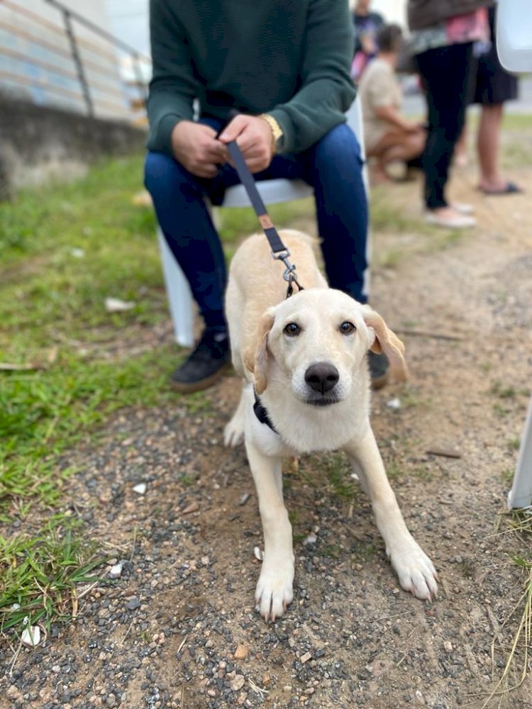 Campanha da prefeitura beneficia mais de 3,3 mil animais em Criciúma