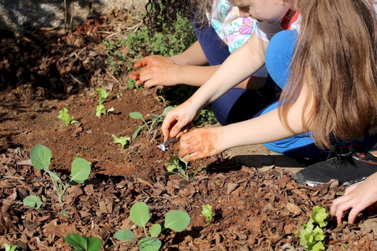 Estudantes da rede municipal de Criciúma cultivam hortas em busca de um futuro mais sustentável