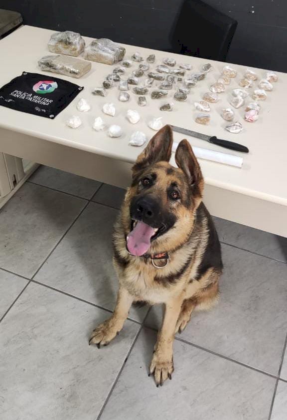 Polícia Militar apreende mais de 2,5 kg de drogas em Criciúma com auxílio de cão farejador