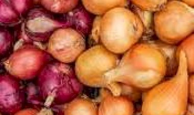 Baixo preço da cebola repercute na Alesc