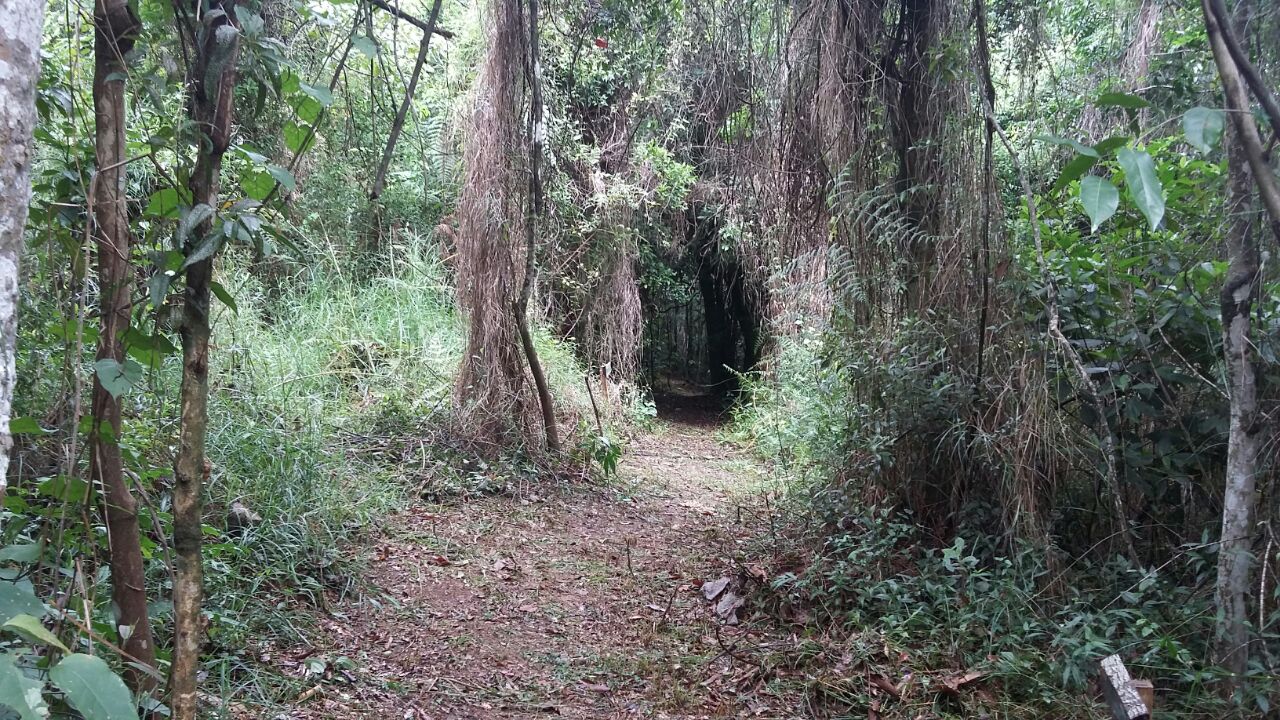 Lei de corte de árvores é modificada em Criciúma