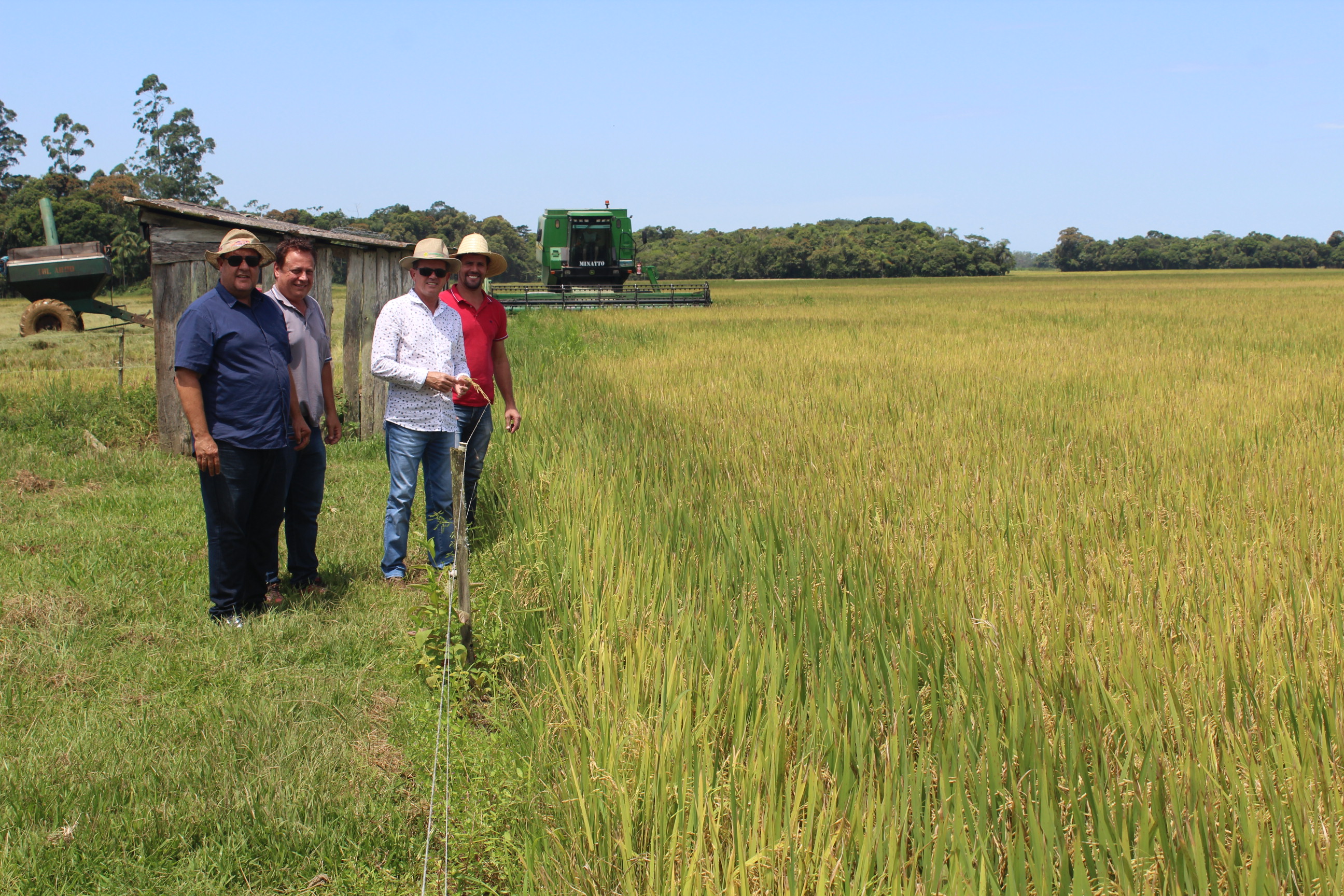 Começa a temporada da colheita de arroz em Nova Veneza