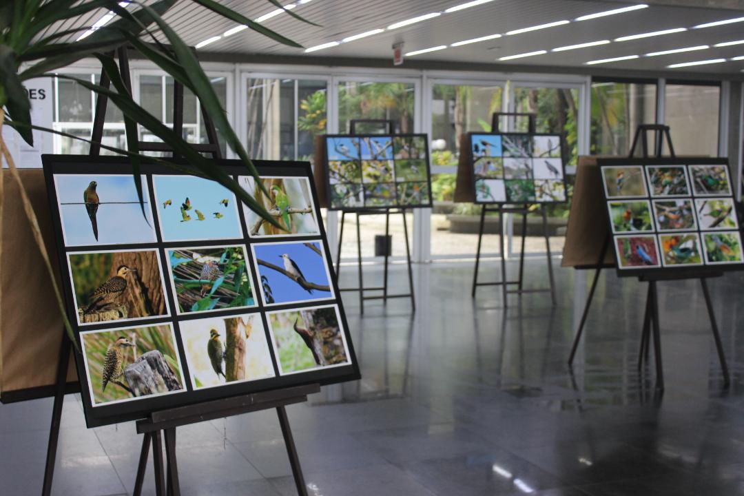 Prefeitura de Criciúma recebe exposição ‘Aves do Sul de Santa Catarina’