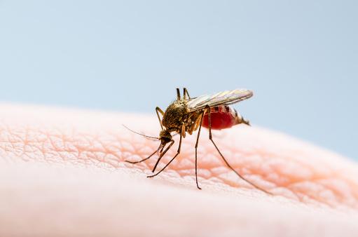 Primeiro foco de Aedes Aegypti do ano é registrado em Criciúma