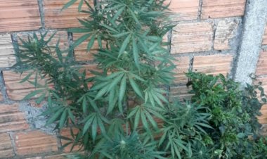 Polícia encontra Pé de Maconha em residência
