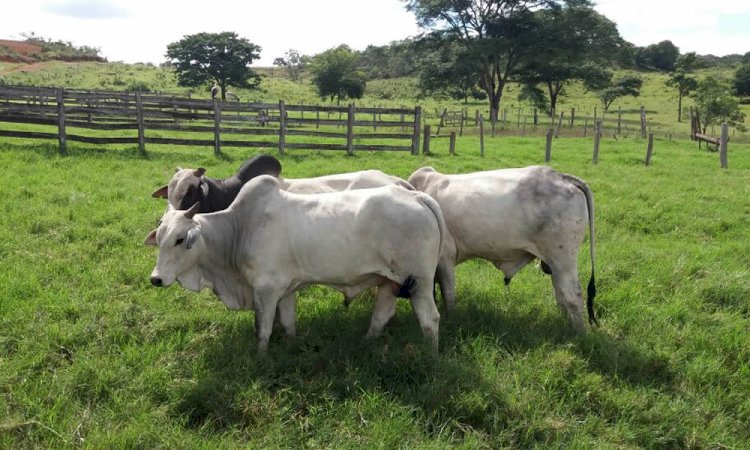 Produtores rurais devem se cadastrar para receber sementes em Forquilhinha