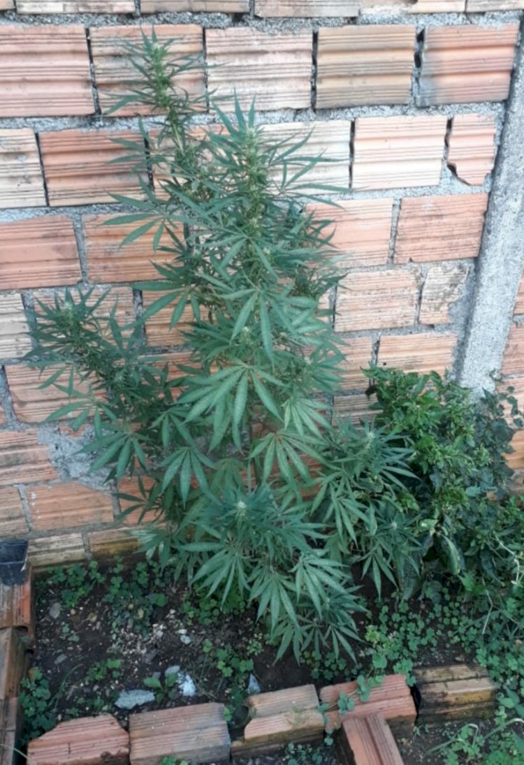 Polícia encontra Pé de Maconha em residência