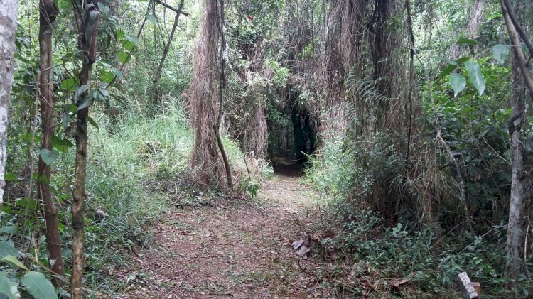 Famcri inicia Semana do Meio Ambiente neste sábado na Praça Nereu Ramos