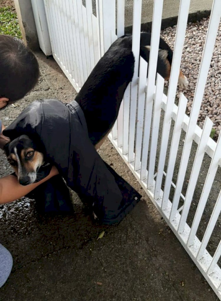 Bombeiros socorrem cachorro preso em grade de portão