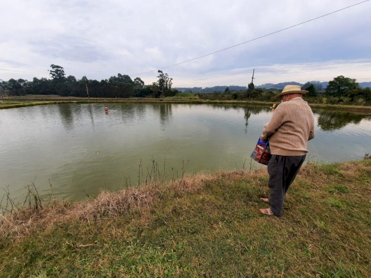 Criciúma é destaque na produção de tilápia