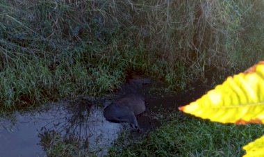Bombeiros salvam cavalo em Morro da Fumaça
