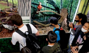 Museu de Zoologia da Unesc inaugura exposição em comemoração ao Dia das Aves
