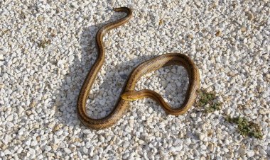 Famcri alerta sobre possibilidade de aparecimento de animais silvestres em perímetro urbano