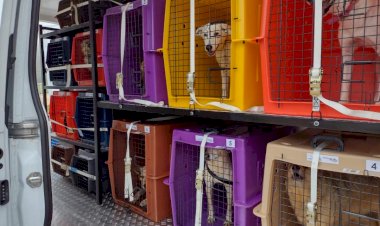 Mutirões de castração do Núcleo de Bem Estar Animal já somam 76 animais operados