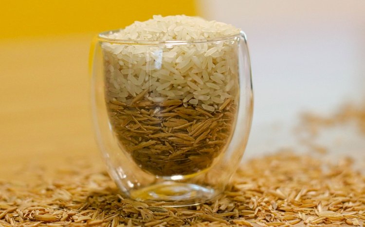 Da plantação à mesa: como funciona a cadeia de suprimentos do arroz