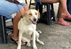 Forquilhinha promove o 6º Mutirão de Castração