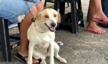 Forquilhinha promove o 6º Mutirão de Castração