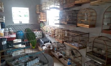 Homem é preso com cerca de 80 Pássaros Silvestre em Criciúma