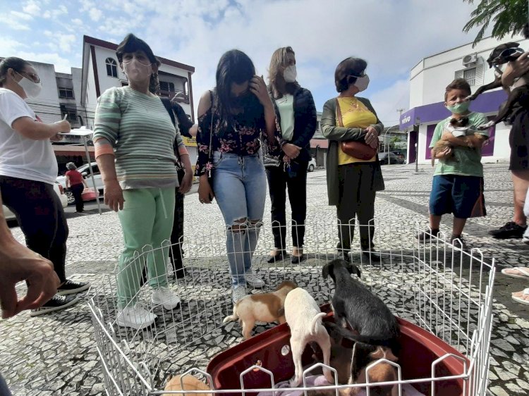 Primeira feira de adoção animal de Içara acontece no próximo sábado