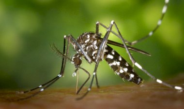 Criciúma reforça ações de combate à dengue