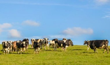 Tribunal mantém prisão preventiva de homem acusado de furtar gado no sul do Estado