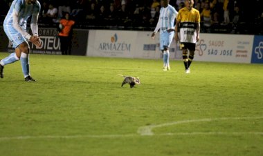 Incidência de animais no Heriberto Hülse é estudada pela Unesc