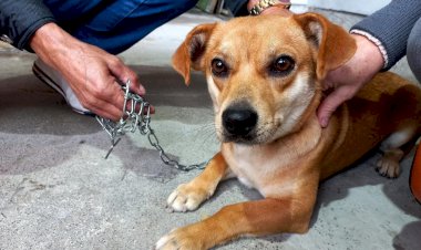Cocal do Sul tem mais de 160 animais castrados pelo programa de castração