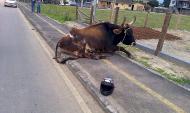 Motociclista morre ao colidir em um boi no Caravaggio