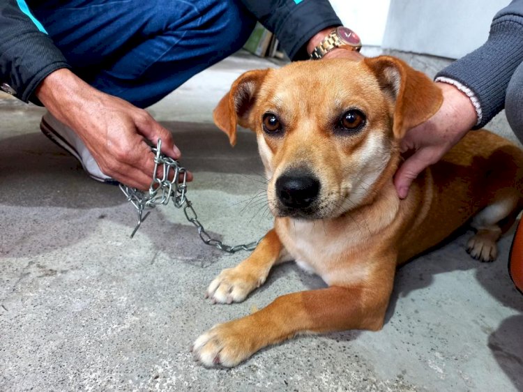 Homem será indenizado por negligência de veterinária que causou morte de cadela