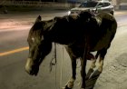 Homem usa cavalo para praticar roubo em veículo e é preso em flagrante pela PM