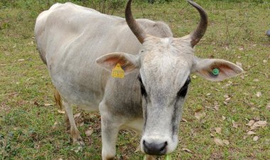 Polícias Civis e Militar Rodoviária recuperam gado furtado em Urussanga