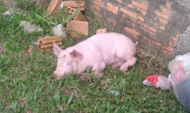 Deu o Porco e Homem foi parar na Cadeia