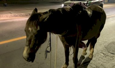 Homem usa cavalo para praticar roubo em veículo e é preso em flagrante pela PM