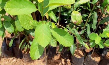 Mudas de Ipê-amarelo serão distribuídas no Parque Municipal Prefeito Altair Guidi nesta sexta-feira