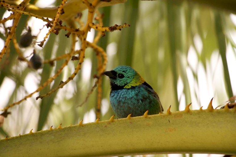 Criciúma ganha destaque na efetividade da gestão ambiental em Santa Catarina