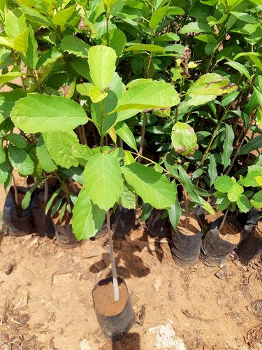 Mudas de Ipê-amarelo serão distribuídas no Parque Municipal Prefeito Altair Guidi nesta sexta-feira