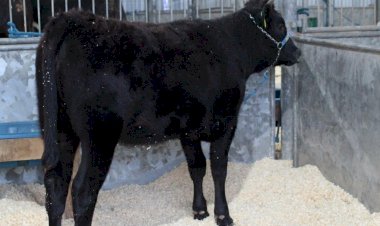 Boi japonês wagyu que tem a carne mais cara do mundo e aves ornamentais são novidades da AgroPonte
