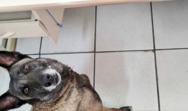 Traficante de drogas é preso pela DIC de Criciúma