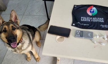 Cadela policial Maze encontra drogas pela primeira vez durante  ocorrência em Criciúma