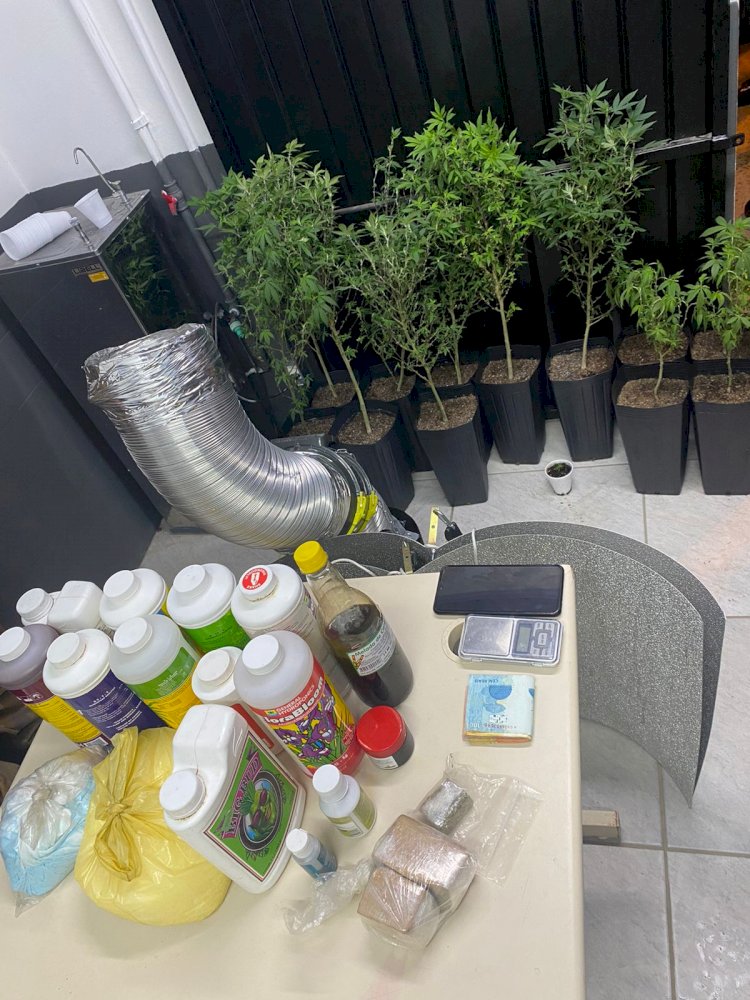 PM  prende homem com pés de maconha em sua residência