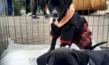 Dia Mundial dos Animais é comemorado com atividades especiais em Criciúma