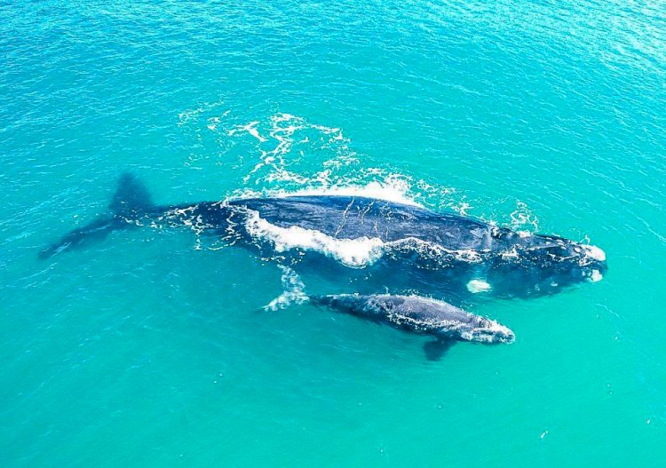 Rota da Baleia Franca recebe operadoras de turismo de cinco estados