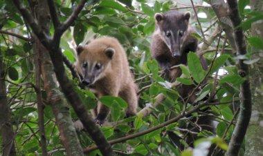 Câmeras-trap: a tecnologia que valoriza e preserva a fauna silvestre em Criciúma