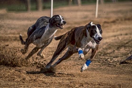 Tribunal ordena que ação sobre corrida clandestina de cães siga contra todos os acusados