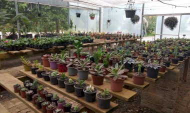 Horto Florestal  fortalece o contato com a natureza em Criciúma