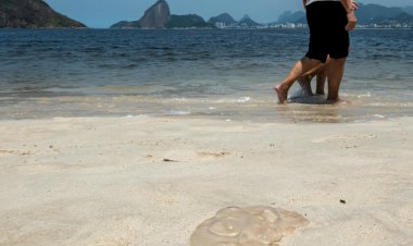 Professora da Unesc explica os perigos, a origem e o comportamento das águas-vivas